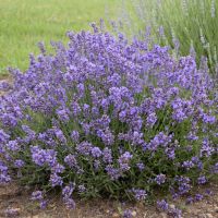 LAVANDULA - angustifolia Essence Purple